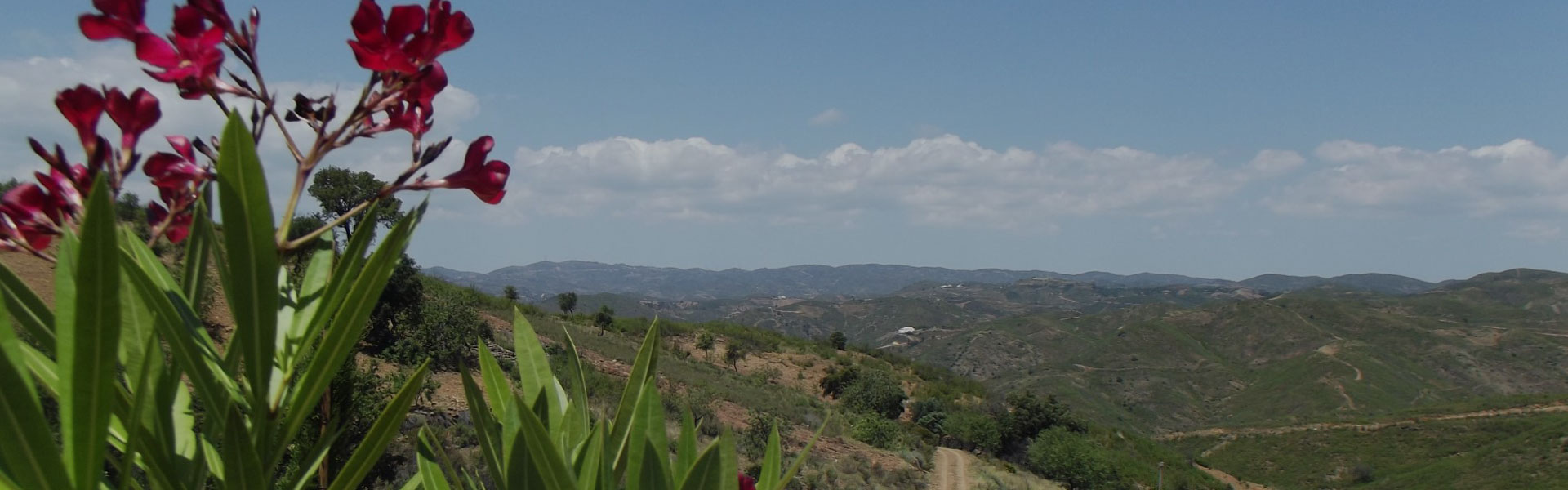 marketing digital imobiliario em tavira